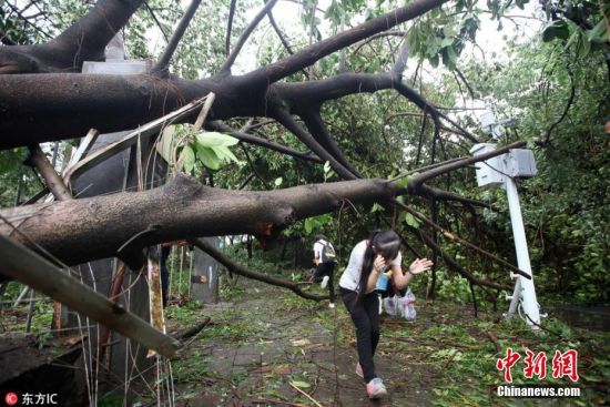 目前，深圳市主干道路正在逐步恢复中。图为钻过倒塌大树去上班的民众。
