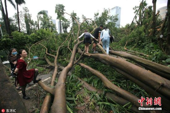 目前，深圳市主干道路正在逐步恢复中。图为钻过倒塌大树去上班的民众。