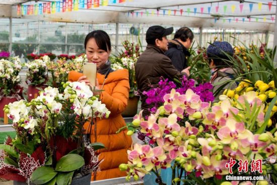 1月20日，武汉林业集团花卉科技产业园内，市民挑选花卉。当日，武汉首届迎春花市启幕，吸引武汉市民前去各会场选购迎春花卉、增加春节喜庆气氛。中新社记者