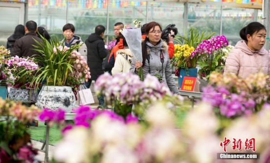 1月20日，武汉林业集团花卉科技产业园内，市民选购花卉。当日，武汉首届迎春花市启幕，吸引武汉市民前去各会场选购迎春花卉、增加春节喜庆气氛。中新社记者