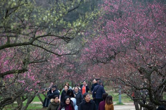 早春时节，一些地方的梅花含香绽放，透出浓浓春意。2月16日，游人在南京梅花山观赏梅花。