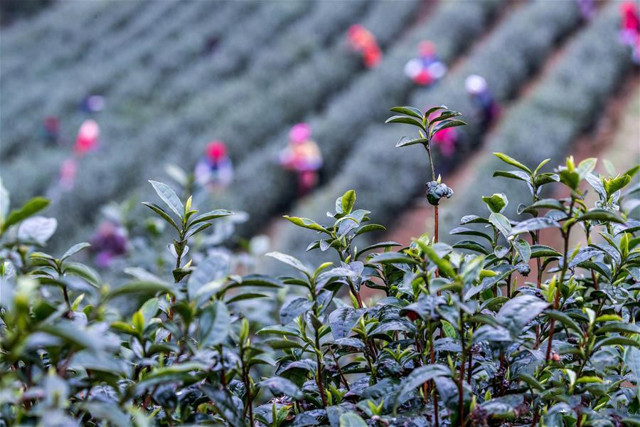 2月19日，重庆南川区南城街道茶农在采茶。