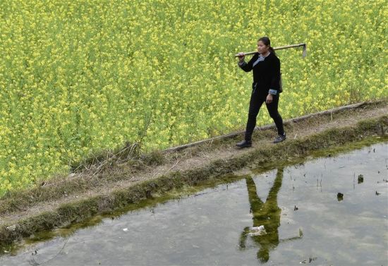 2月19日，在贵州从江县刚边乡良田村，一名村民从油菜花田旁走过。
