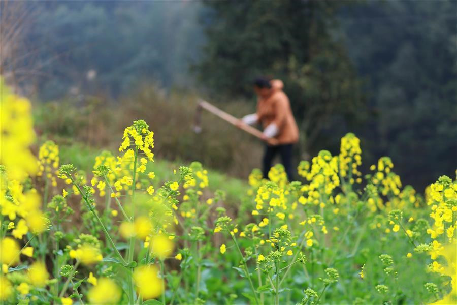 2月19日，贵州赤水市建设村农民在田间劳作。