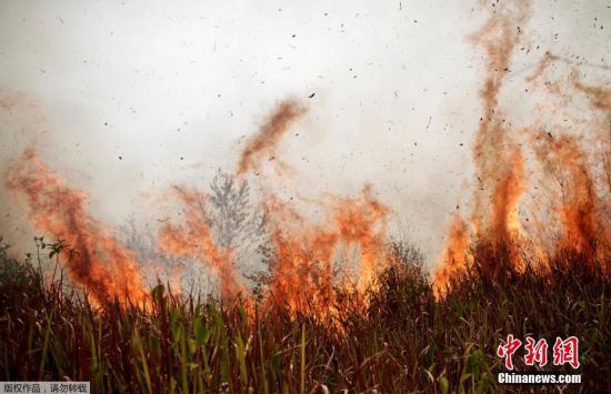 在巴西邻国玻利维亚境内，东部地区的雨林大火仍在持续蔓延，并没有减弱的迹象，而近来的强风及高温天气加剧了本已严峻的形势。目前过火面积已经超过80万公顷。