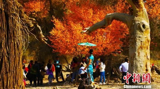 金色胡杨吸引诸多游客在树下拍照。　王小军