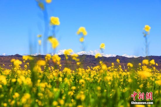远处巍峨的博格达峰与金黄的油菜花形成了强烈的色彩对比，恰似一幅天然油画。