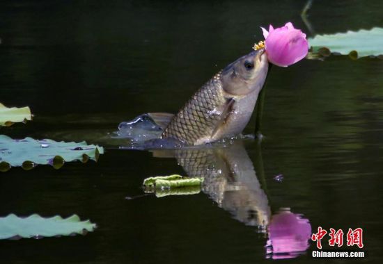 7月3日，在成都工业学院一荷塘里上演“鱼吃荷花”景观，鱼儿围绕荷花游动，不时地跃出水面撕咬荷花，场面生动有趣。中新社记者