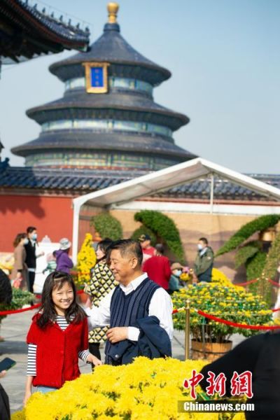 10月25日，市民在北京天坛公园菊花展上观赏展出的菊花。