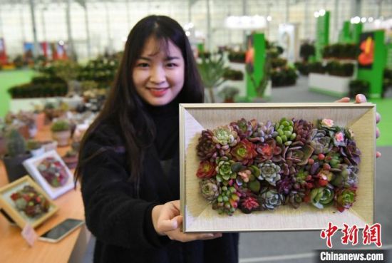 11月27日，在多肉植物展区內，工作人员展示用多肉植物制作的盆景。　韩苏原　摄