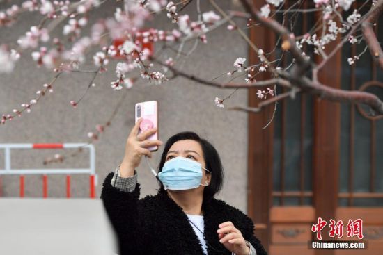 3月2日，市民在北京阜成门南大街路旁的山桃花树下拍摄山桃花。中新社记者