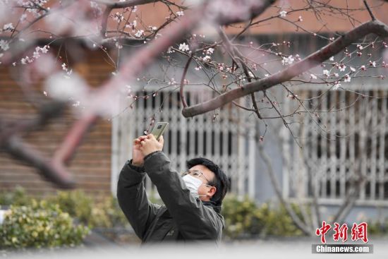 3月2日，市民在北京阜成门南大街路旁的山桃花树下拍摄山桃花。