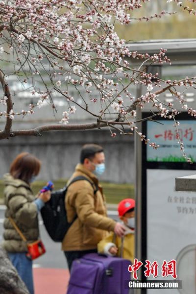 3月2日，民众在北京阜成门南大街路旁的山桃花树下等待公交车。