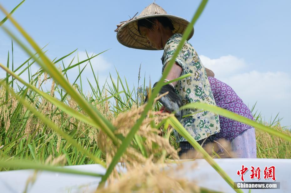 村民正在收割“巨型稻”。