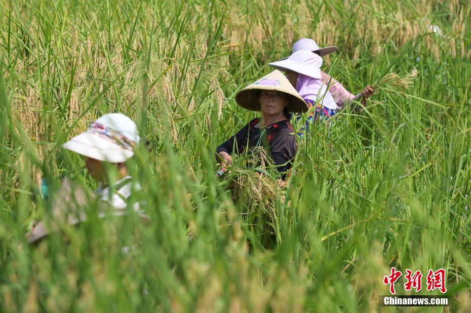 村民们穿梭在“巨型稻”田间，挥镰收割。