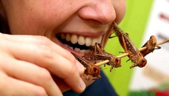 意大利科学家研究发现某些昆虫富含抗氧化能力。