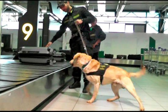 博洛尼亚机场海关使用警犬搜寻可疑物品。