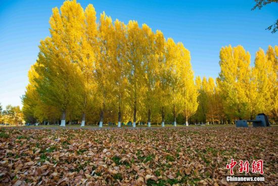 10月5日，哈萨克斯坦首都努尔苏丹天高云淡，随着季节变化，层林尽染秋意。由于独特的中亚气候，哈萨克斯坦的“金秋”十分短暂。