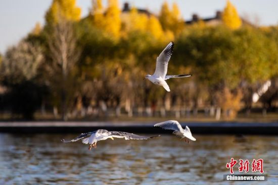 10月5日，哈萨克斯坦首都努尔苏丹天高云淡，随着季节变化，层林尽染秋意。由于独特的中亚气候，哈萨克斯坦的“金秋”十分短暂。图为努尔苏丹一处公园，飞鸟掠过水面。