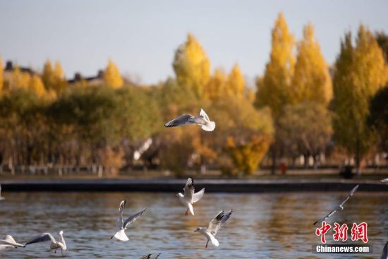 10月5日，哈萨克斯坦首都努尔苏丹天高云淡，随着季节变化，层林尽染秋意。由于独特的中亚气候，哈萨克斯坦的“金秋”十分短暂。图为努尔苏丹一处公园，飞鸟掠过水面。