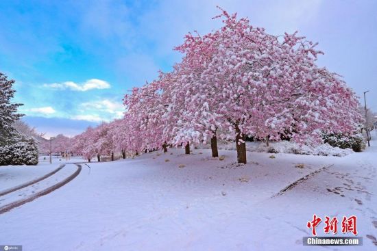 当地时间2021年4月6日，德国锡根，当地迎来降雪，春雪里的樱花娇媚动人。图片来源：IC