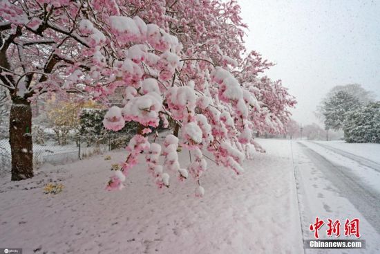 德国锡根迎来降雪，春雪里的樱花娇媚动人。图片来源：IC