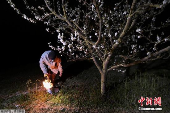 当地时间4月6日，法国东部韦斯特芬，气温预计将降至零度以下，人们在果园里点燃防冻火盆，保护树木免受霜冻。