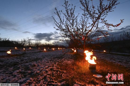 当地时间4月6日，法国东部韦斯特芬，气温预计将降至零度以下，人们在果园里点燃防冻火盆，保护树木免受霜冻。