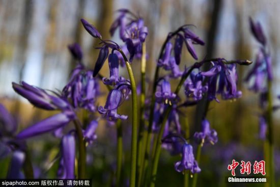 近日，比利时哈勒，Hallerbos森林内蓝铃花盛开。Hallerbos森林是一片广阔的森林地区，因其遍布如地毯般的紫色蓝铃花（野风信子）而深受旅游者喜爱。蓝铃花每年大约于4月中旬开花。图片来源：Sipaphoto版权作品