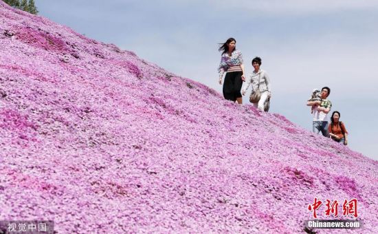 当地时间2019年5月19日，日本北海道Ozora，芝樱公园的芝樱盛放，游客徜徉在粉紫色花海中。图片来源：视觉中国