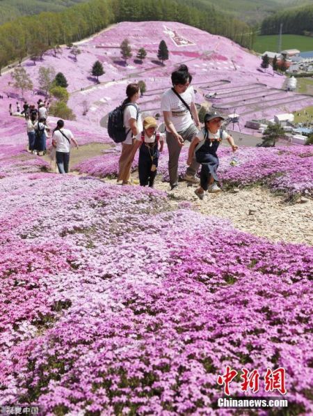 当地时间2019年5月19日，日本北海道Ozora，芝樱公园的芝樱盛放，游客徜徉在粉紫色花海中。图片来源：视觉中国