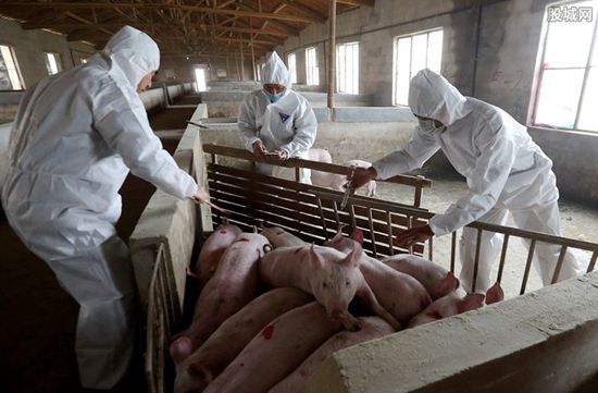 韩国确认出现非洲猪瘟疫情。