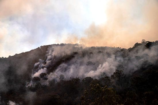 澳大利亚有近100起森林大火在燃烧。