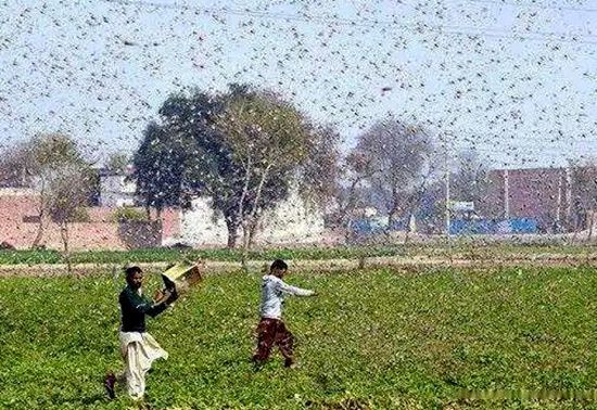 印度多地区遭大批蝗虫侵袭。