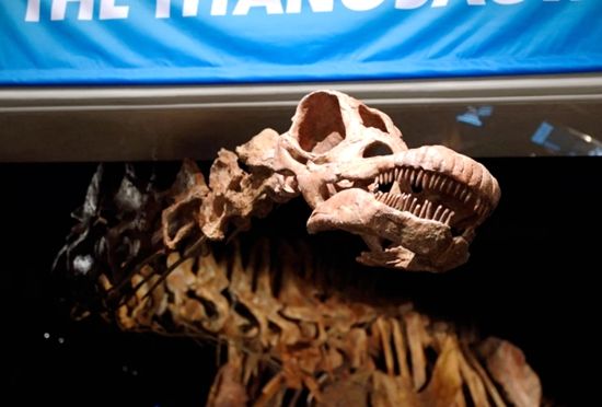 2014年出土的泰坦巨龙化石。
